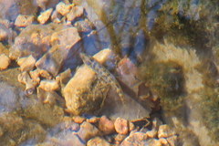 Etheostoma crossopterum