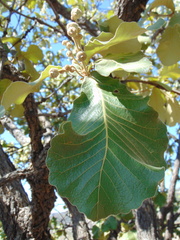 Quercus resinosa