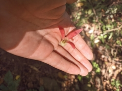 Triplaris americana