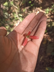 Triplaris americana