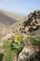 Leontice ewersmannii