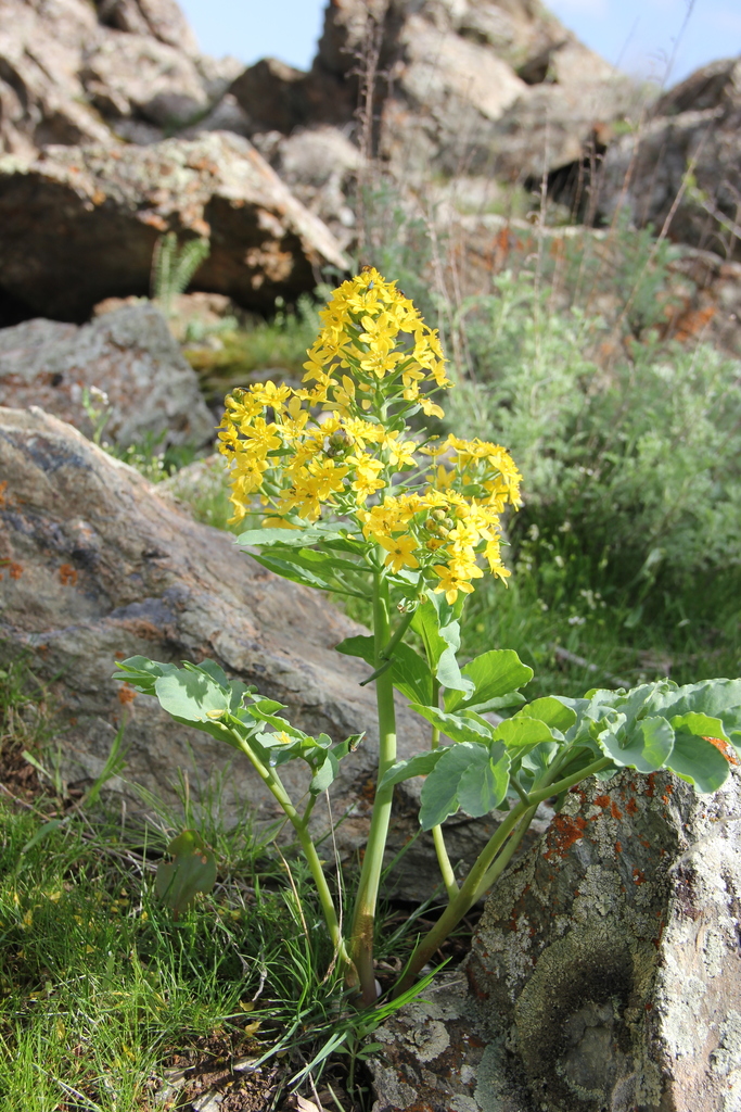 Leontice ewersmannii