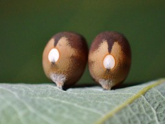 Paraloxopsis korystes