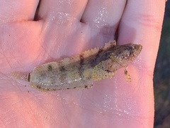 Paraclinus integripinnis