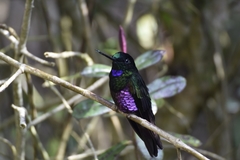 Coeligena helianthea