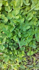 Trifolium repens