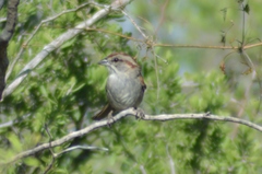 Rhynchospiza strigiceps