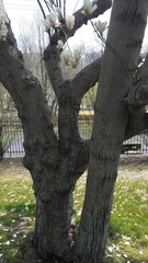 Magnolia × soulangeana