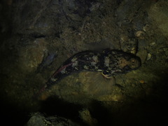 Gobiomorphus huttoni