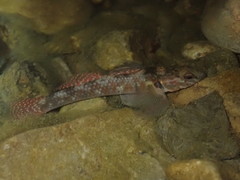 Gobiomorphus huttoni