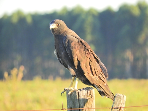White-tailed Hawk