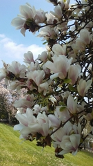 Magnolia × soulangeana