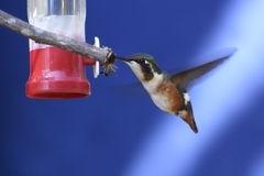 Chaetocercus mulsant