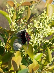 Lyropteryx terpsichore