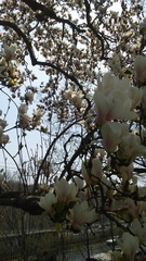 Magnolia × soulangeana
