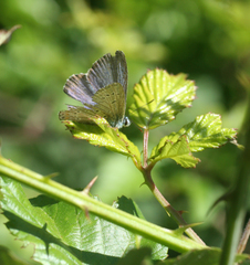 Polyommatus celina