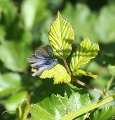 Polyommatus celina