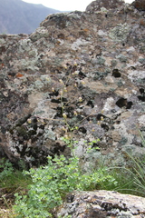 Thalictrum isopyroides