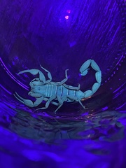 Centruroides elegans