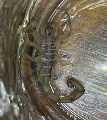 Centruroides elegans