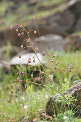 Thalictrum isopyroides