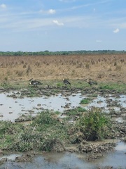 Theristicus caudatus caudatus