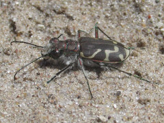 Cicindela tranquebarica kirbyi