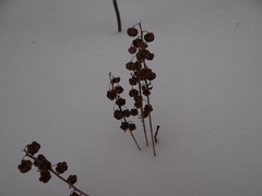 Pyrola elliptica