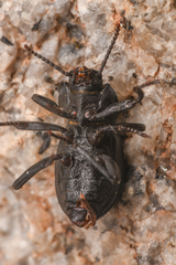 Eleodimorpha bolcan