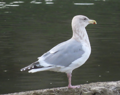 Larus argentatus × glaucescens