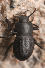 Eleodimorpha bolcan
