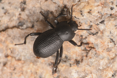 Eleodimorpha bolcan