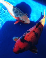 Cyprinus rubrofuscus