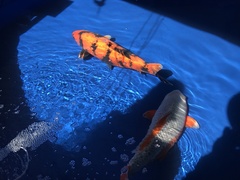 Cyprinus rubrofuscus