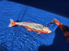 Cyprinus rubrofuscus