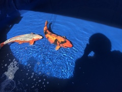 Cyprinus rubrofuscus