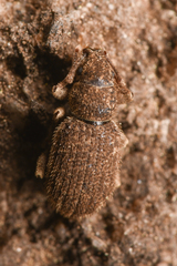 Eucyllus vagans