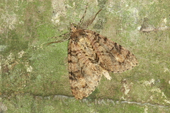 Pseudocoremia suavis