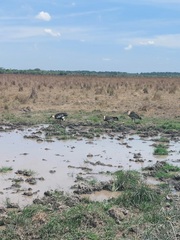Theristicus caudatus caudatus