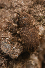Eucyllus vagans