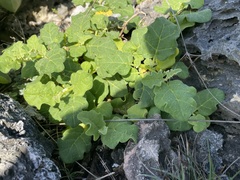 Solanum miyakojimense