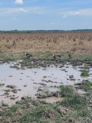 Theristicus caudatus caudatus