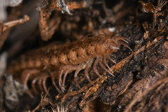 Harpogonopus confluentus