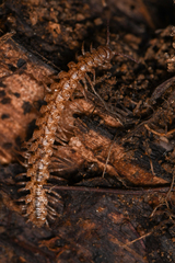 Harpogonopus confluentus