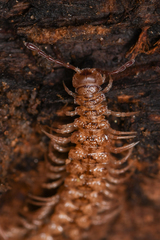 Harpogonopus confluentus