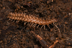 Harpogonopus confluentus