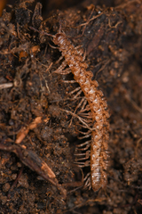 Harpogonopus confluentus