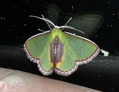 Synchlora amplimaculata