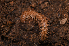 Harpogonopus confluentus