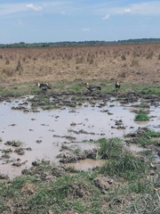 Theristicus caudatus caudatus